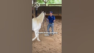 Intro To Liberty With Your Horse! Part 3! | The Horse Guru - Michael Gascon