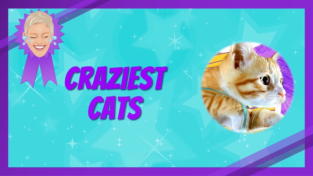 Craziest Cat Videos