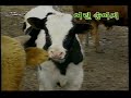 동요 어린 송아지 비디오테이프 VHS 동요 어린 송아지 비디오테이프 VHS