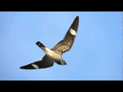 Have you heard the sound of the Common Nighthawk?