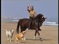 Weltmeyerstute am Strand von Renesse NL