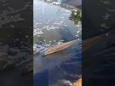 نشوف الراجل ده بيعمل ايه بالشبكه وهيطلع جمبري فانمي أسماك أسماك زينة مزارع ناشونال جيوغرافيك