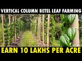 Modern way of Betel Leaf Cultivation | Vertical Column Paan Leaf Farming | Earn 10 lakhs per acre
