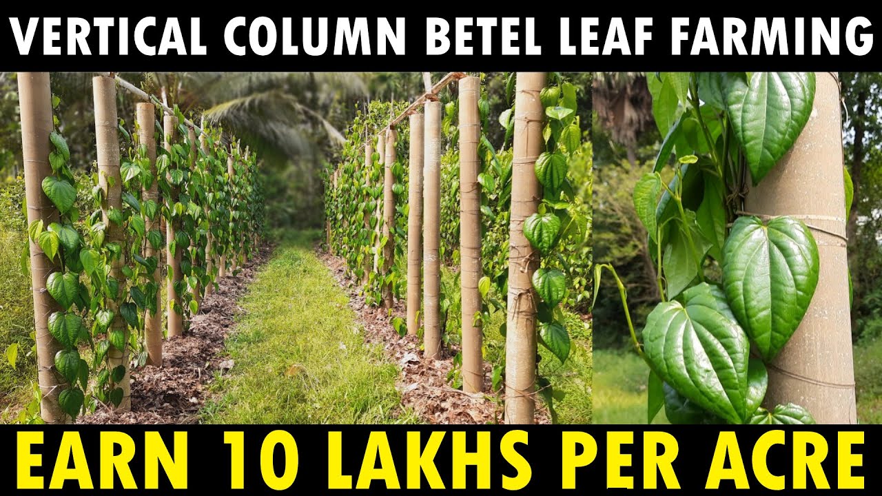 Modern Way Of Betel Leaf Cultivation Vertical Column Paan Leaf Modern Way Of Betel Leaf Cultivation Vertical Column Paan Leaf