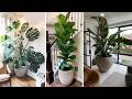 +289 iDEAS elegantes de PLANTAS PARA DECORAR el interior de tu casa y t conectaran con la naturaleza