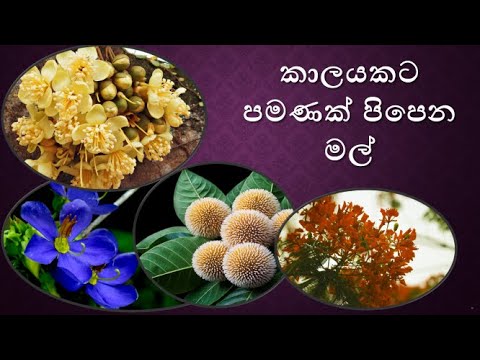 කාලයකට පමණක් පිපෙන මල් /kalayakata pipena mal/  Flowers that bloom only for a period of time