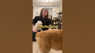 Merry the #bichonfrise and Eowyn the #corgi ! #asl #signlanguage #fyp #foryou