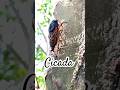 This is why u should be careful when you pass by a tree!! #fyp #youtubeshorts #animals #cicada