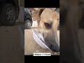 Today I fed a hungry street dog🥺🐶Please support,spread kindness❤️#shorts#dog#helpinganimals#kindness