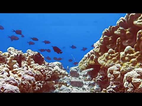 WOW Travel to Bunaken Indonesia