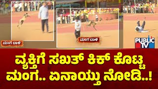 Monkey Kicks A Man During Kannada Rajyotsava Celebration In Gadag