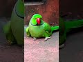amazing 😍 talking parrot 🦜 #talkingparot #parrot #shortvideo #greenparrot #mithukibatain
