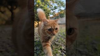 Suara kucing || Millo Mencari Suara Kucing