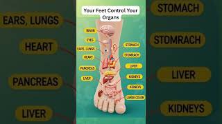 Your Feet Control Your Organs| Reflexology Map Guide