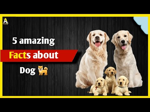 वीडियो: दुनिया के सबसे चतुर कुत्ते के बारे में 5 मजेदार तथ्य