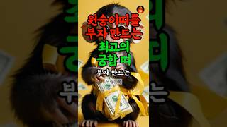 원숭이띠 재물운 최강 궁합 띠 #띠별운세 #재물운 #풍수