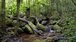 8 Hour - Peaceful Rainforest Ambience - Sleep Meditation Study Music