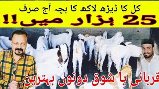 Gulabi Goats Ka Wholesale Pointbarish Mai Bheegte Hwe Ja Kr Video Cover Ki 