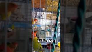 Love birds Price For Sale VIP Pet Shop Mubarakpur Azamgarh @dipparrotfamliy