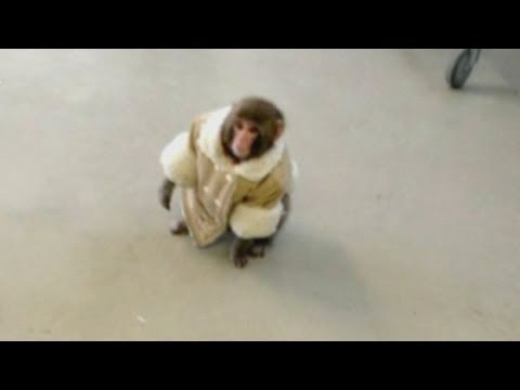 Monkey in a coat spotted at Ikea, Toronto