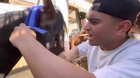 لما اخوك الصغير يشتغل في اسطبل 🐎ويركب الحصان😱 | عمر نصر