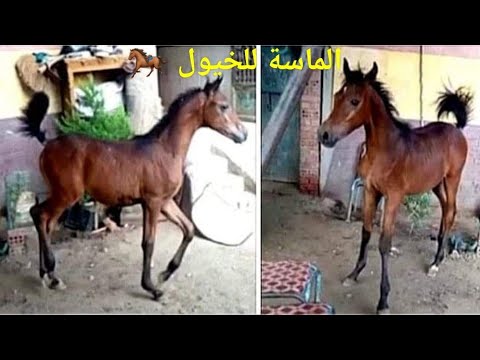 فيديو: سلالة حصان دنقلا هيبوالرجينيك ، الصحة والحياة