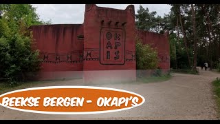 Beekse Bergen - Okapi verblijf