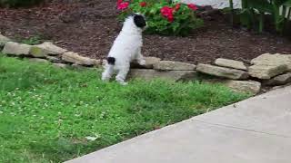 Miniature Schnoodle Puppies For Sale