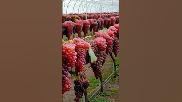 Thumbnail of Growing grapes 180 #fruit #grapevine #gardening #usa #garden #grape #grapegrowing #shorts