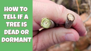 Is My Tree Dead or Dormant? | Simple Test to Check Tree Health