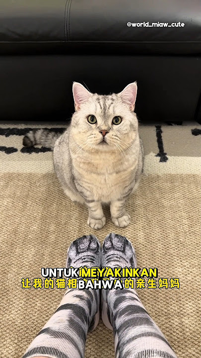 Babu nyamar jadi ibu kandung siMiloš¹ #kucing #kucingmilo