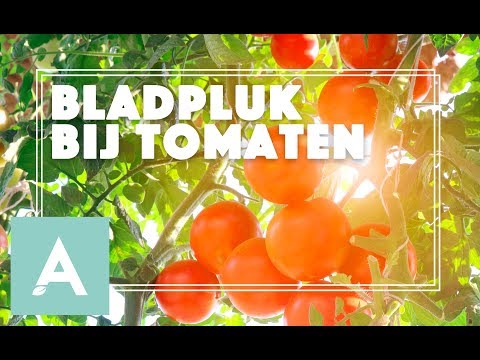 Video: Opties Voor Het Gebruik Van Tomatentoppen