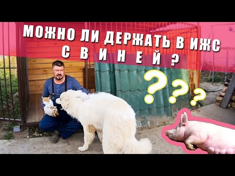 МОЖНО ЛИ ДЕРЖАТЬ В ИЖС СВИНЕЙ | КЕМ ПРИНИМАЕТСЯ РЕШЕНИЕ | Что с ценами на зерна? | Работа на участке