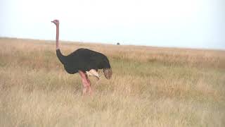 The Largest Most Unique Bird In The World - The Ostrich