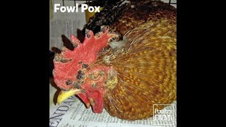 Fowl pox/ chicken pox treatment/at home ( DEFINED AND TREATMENT) by Maaz Ahmad 13,666 views 4 years ago 3 minutes, 49 seconds