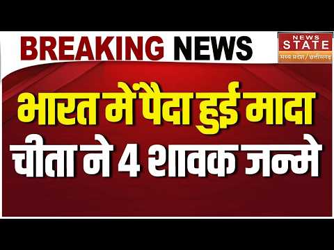 Breaking News : भारत में पैदा हुई मादा चीता ने 4 शावक जन्मे | Cheetah | Mp | #breakingnews