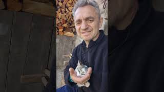 kediler candır #keşfet #village #cat#