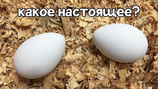 Как определить настоящее куриное яйцо от китайского фальшивого