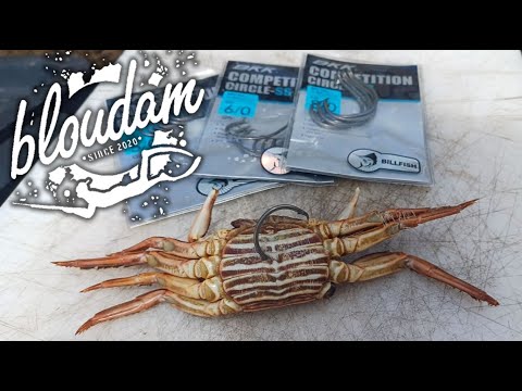Perfect Bait for MUSSEL CRACKER and GALJOEN