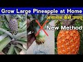 How To Grow Pineapples From Crown At Home🍍🍍/ How to propagate pineapple