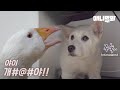 같이 사는 천재 거위 때문에 고dog한 강아지ㅣGoose Became Enemies With A Dog Roommate