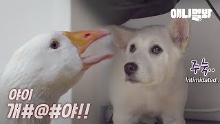 Goose Became Enemies With A Dog Roommate
