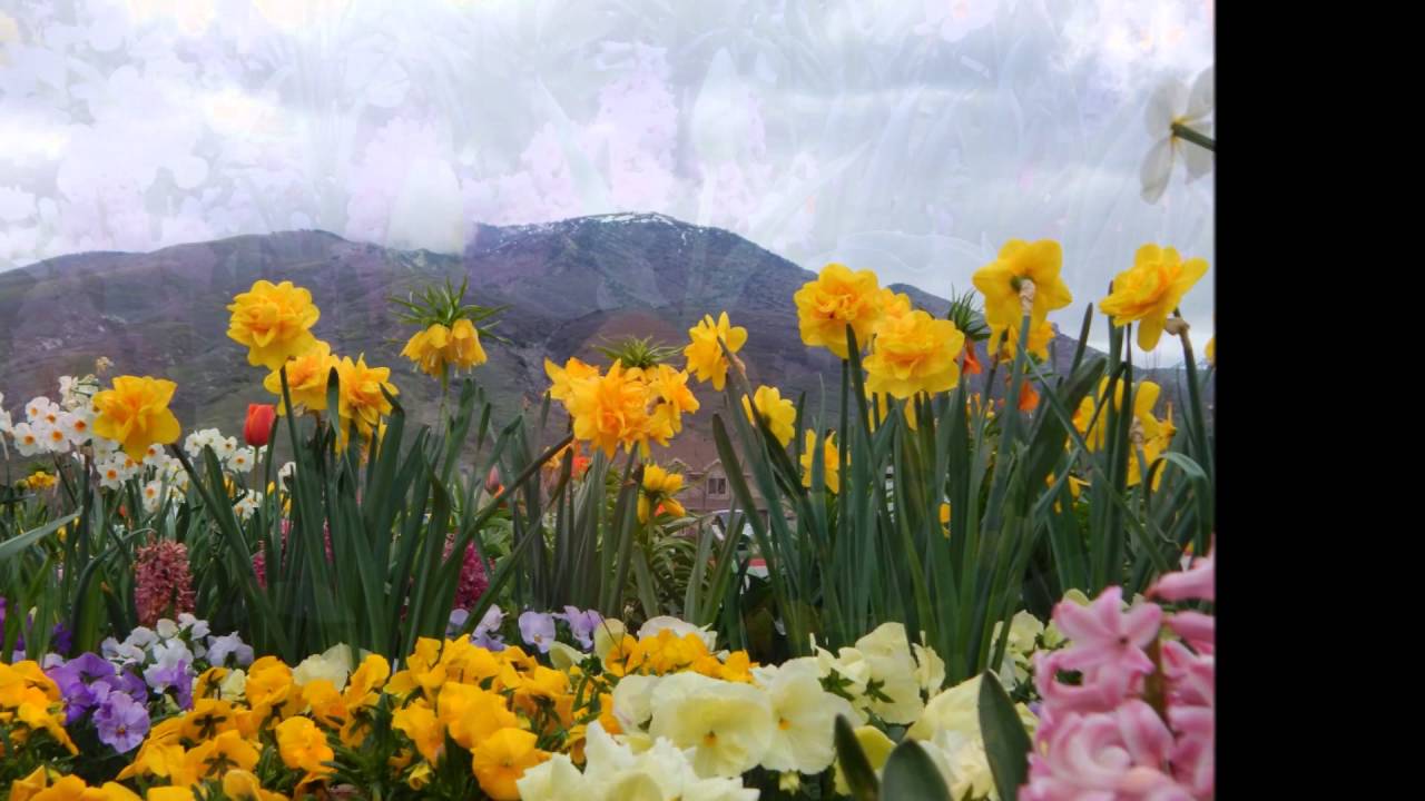 Draper Temple flowers 4/13/2016