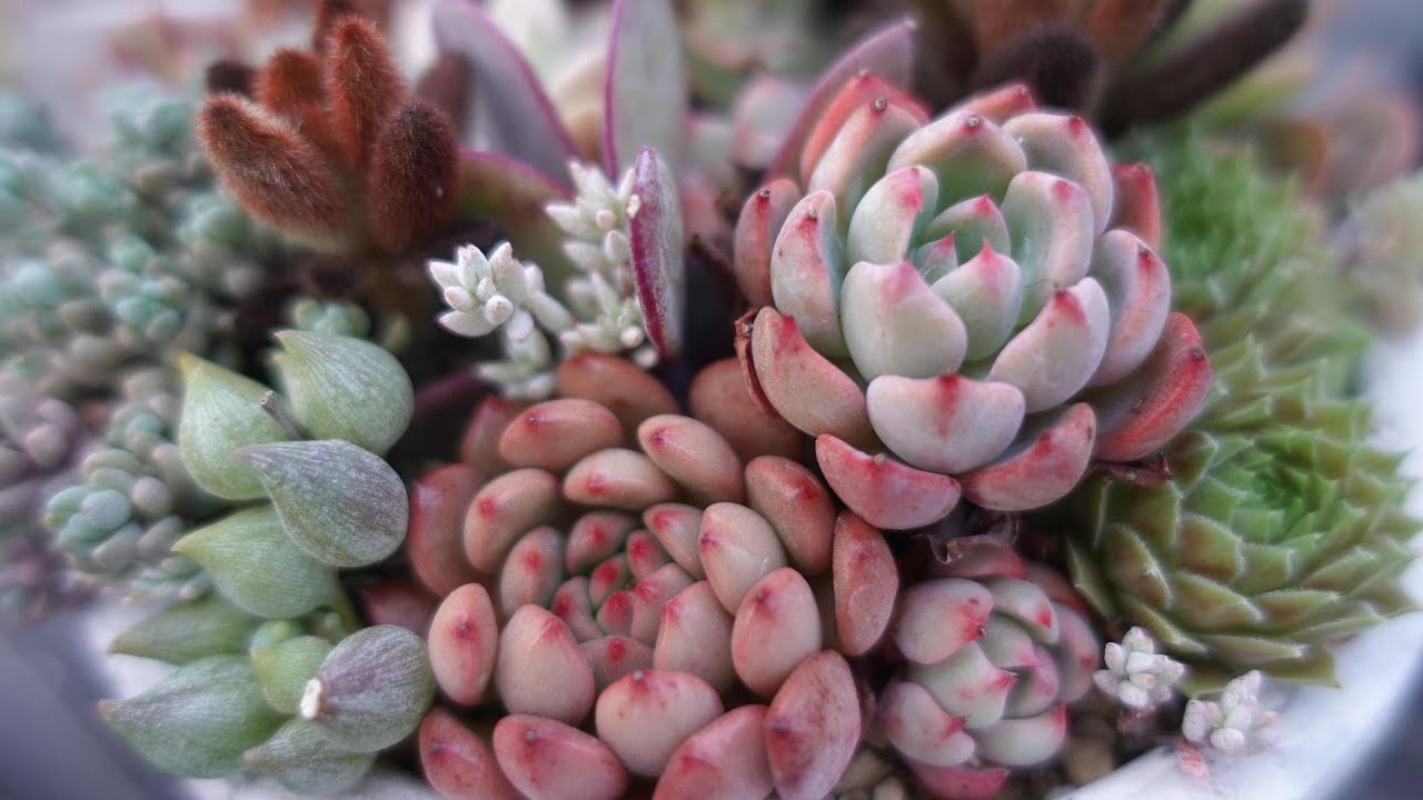 166 [Re-arranging damaged plantings] Re-potting a planting from a