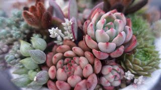 166 [Re-arranging damaged plantings] Re-potting a planting from a