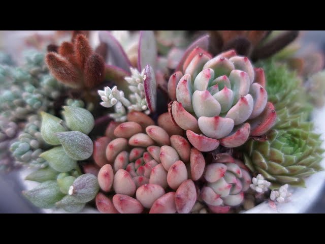 166 [Re-arranging damaged plantings] Re-potting a planting from a