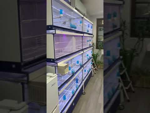 غرفة مربي الكناري احمد الداؤود من السعودية اتمنه ان تنال اعجابكم 