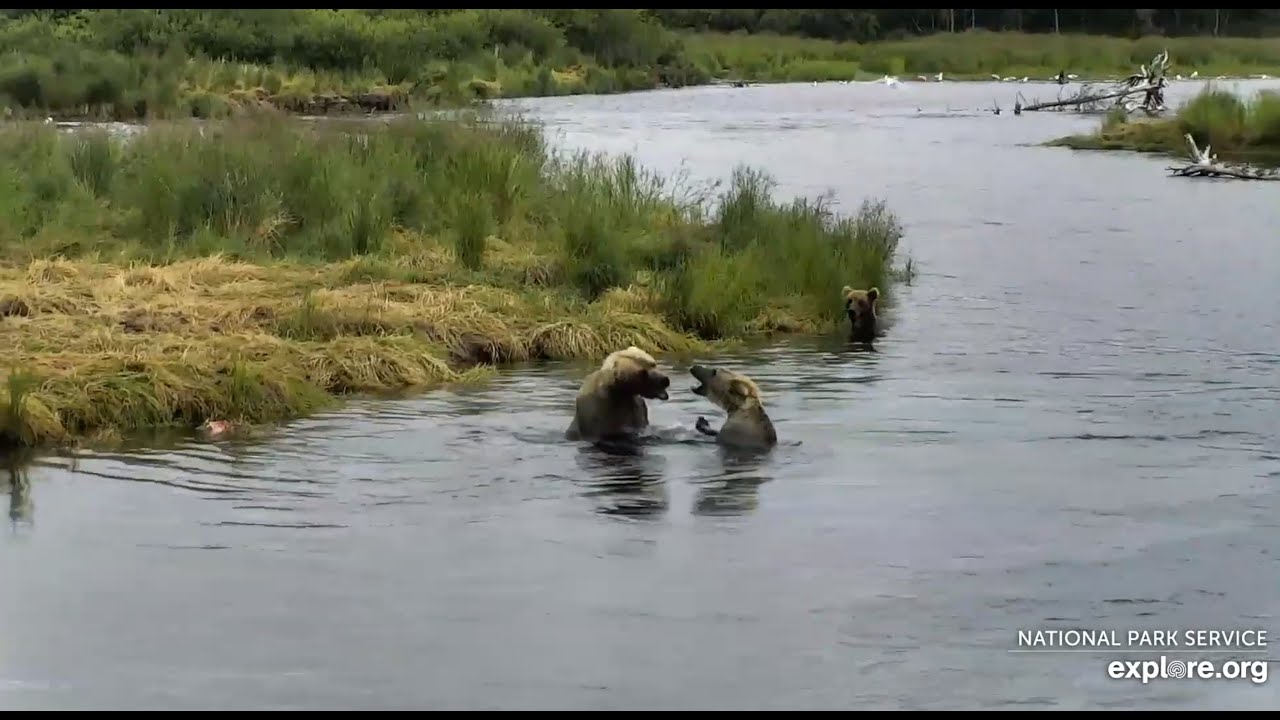 Bear 482 Brett had an argument with 610 RW Katmai Alaska 2020 07 18 YouTube