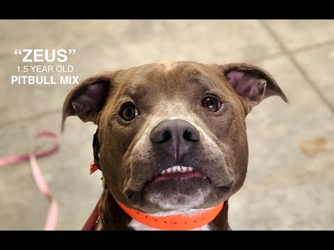 pitbull-"zeus"-|-aggression-case-|-awesome-transformation