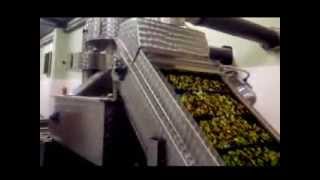 Extra Virgin Olive Oil Psyche - Ψυχή - .Psychegr